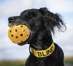 Děrovaný míč rolničkou, pro slepé psy, ø 7 cm TRIXIE