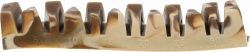 Denta Fun Veggie Jaw Bone, kost "čelist", 12 cm, 35g TRIXIE