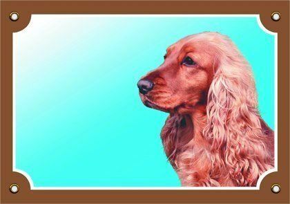 Barevná cedulka Pozor pes, Anglický kokr zlatý Dafiko