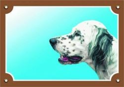 Barevná cedulka Pozor pes, Anglický setr bílý