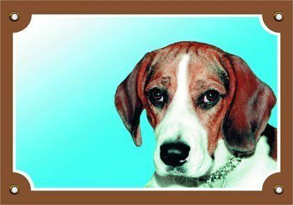 Barevná cedulka Pozor pes, Beagle Dafiko