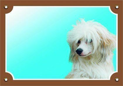 Barevná cedulka Pozor pes, Čínský chocholatý pes Dafiko