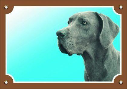 Barevná cedulka Pozor pes, Doga modrá Dafiko