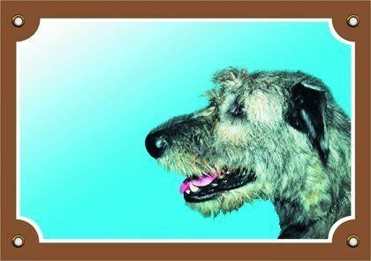 Barevná cedulka Pozor pes, Irský vlkodav Dafiko