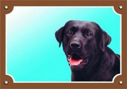 Barevná cedulka Pozor pes, Labrador černý