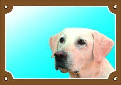 Barevná cedulka Pozor pes, Labrador světlý Dafiko