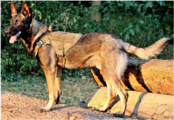 Taktický postroj na psa s úchytem M - khaki