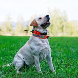 DogTrace DOG GPS X25 Dog Trace