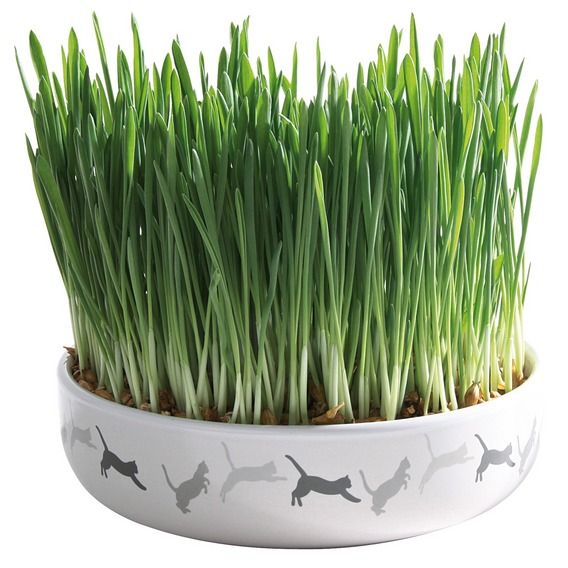Keramická miska na trávu pro kočky 15x4cm, 50g travní semeno TRIXIE
